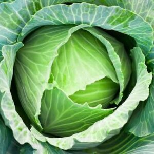 Cabbage